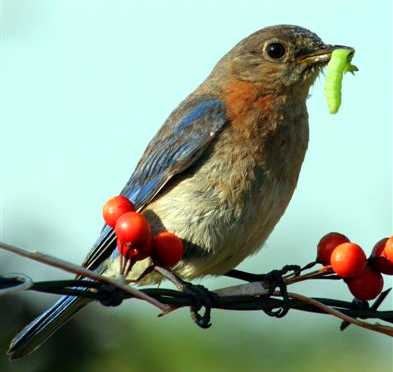 Bluebird on wire with worm